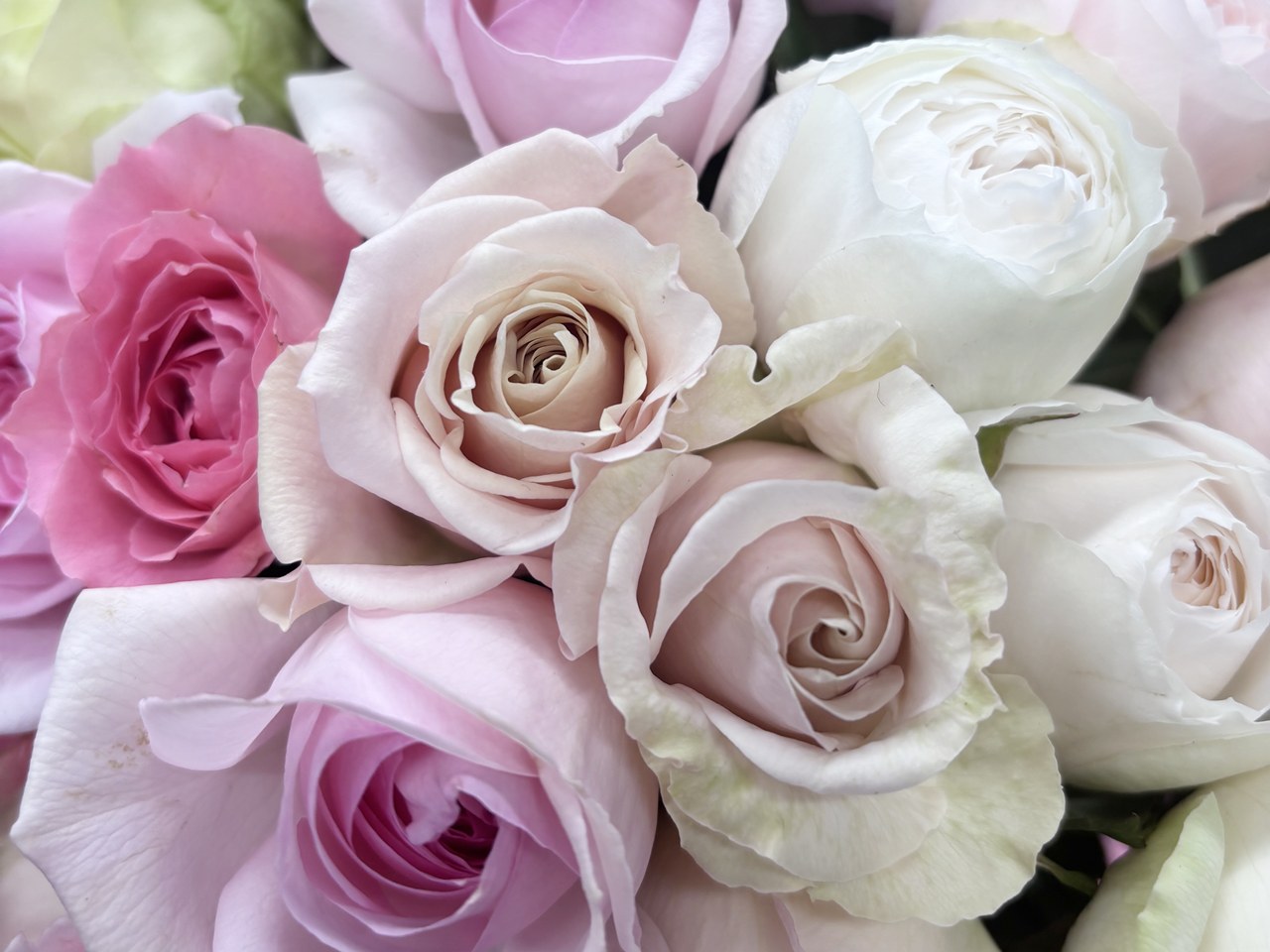 国産無農薬のバラ